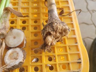 친환경님의 마늘 · 병해충상담 작성글 사진