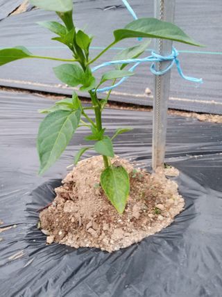 헤이쥬회원님의 고추 · 병해충상담 작성글 사진