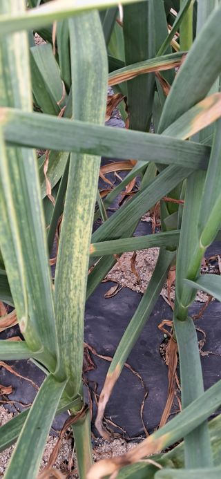 주말농장 11463님의 마늘 · 병해충상담 작성글 사진