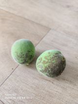 팜모닝 기타작물·병해충상담 게시글 이미지