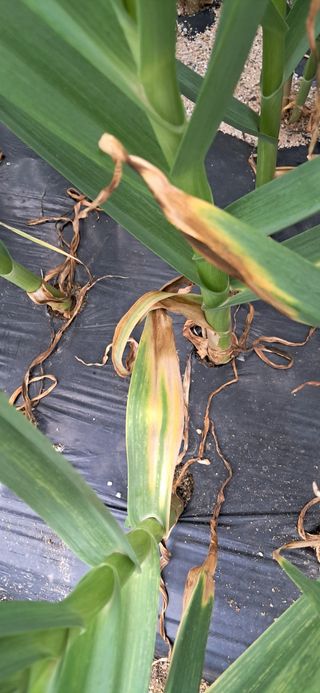 주말농장 11463님의 마늘 · 병해충상담 작성글 사진