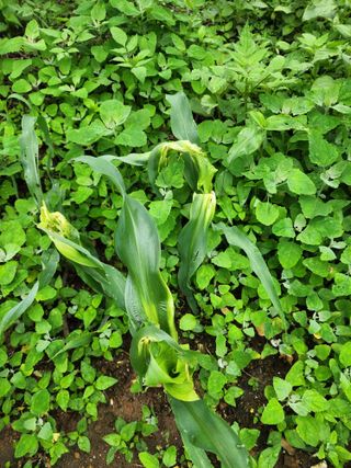 장길산님의 옥수수 · 병해충상담 작성글 사진