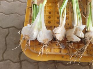 친환경님의 마늘 · 병해충상담 작성글 사진