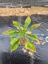 팜모닝 고추·병해충상담 게시글 이미지