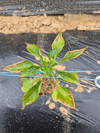 강태공텃밭농사님의 고추 · 병해충상담 작성글 사진