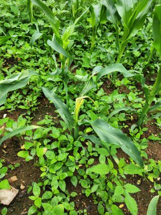 장길산님의 옥수수 · 병해충상담 작성글 사진