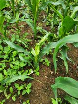 팜모닝 옥수수·병해충상담 게시글 이미지