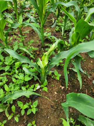 장길산님의 옥수수 · 병해충상담 작성글 사진