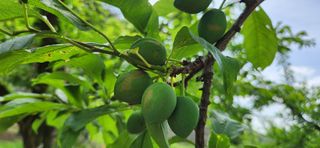 천문농원님의 자두 · 병해충상담 작성글 사진