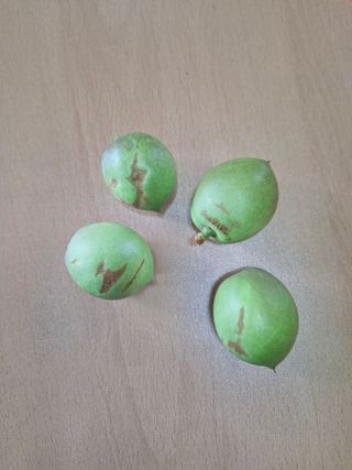 은비農場(은종한)님의 복숭아 · 병해충상담 작성글 사진