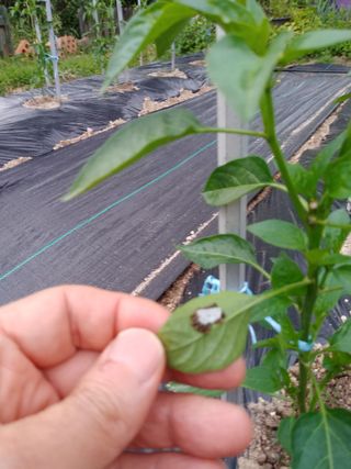 헤이쥬회원님의 고추 · 병해충상담 작성글 사진