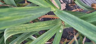 주말농장 11463님의 마늘 · 병해충상담 작성글 사진