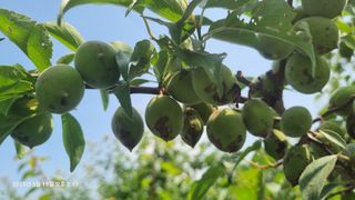 황매실님의 매실 · 병해충상담 작성글 사진