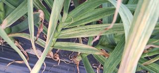 주말농장 11463님의 마늘 · 병해충상담 작성글 사진