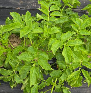 강마을님의 감자 · 병해충상담 작성글 사진