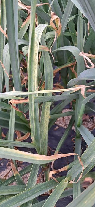 주말농장 11463님의 마늘 · 병해충상담 작성글 사진