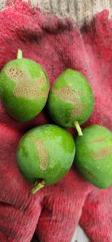 팜모닝 자두·병해충상담 게시글 이미지