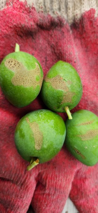 천문농원님의 자두 · 병해충상담 작성글 사진