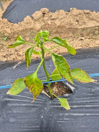 강태공텃밭농사님의 고추 · 병해충상담 작성글 사진