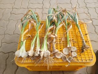 친환경님의 마늘 · 병해충상담 작성글 사진