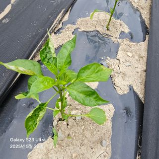 박용열조물주님 님의 고추 · 병해충상담 작성글 사진