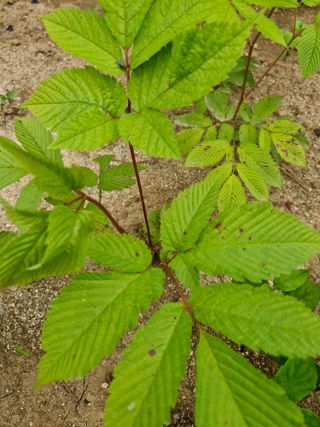 김영준님의 기타작물 · 병해충상담 작성글 사진