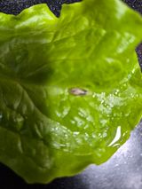 팜모닝 상추·병해충상담 게시글 이미지