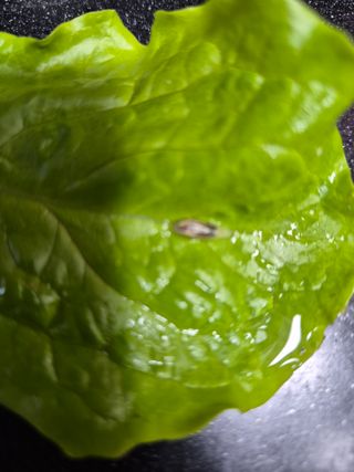 김대연님의 상추 · 병해충상담 작성글 사진