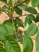 팜모닝 두릅·병해충상담 게시글 이미지