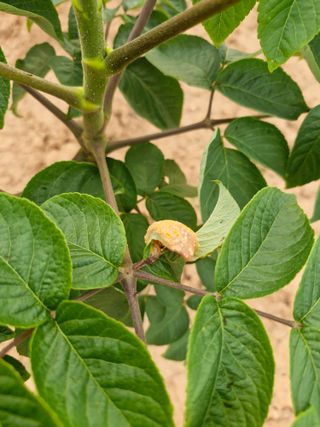 김영준님의 두릅 · 병해충상담 작성글 사진
