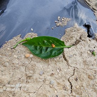 박용열조물주님 님의 고추 · 병해충상담 작성글 사진