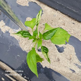 박용열조물주님 님의 고추 · 병해충상담 작성글 사진