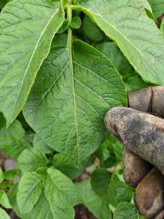 이름 없음님의 감자 · 병해충상담 작성글 사진