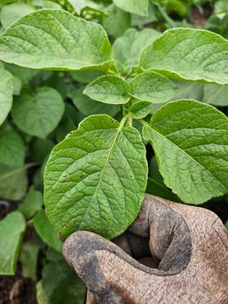 이름 없음님의 감자 · 병해충상담 작성글 사진