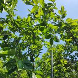 팜모닝 감·병해충상담 게시글 이미지