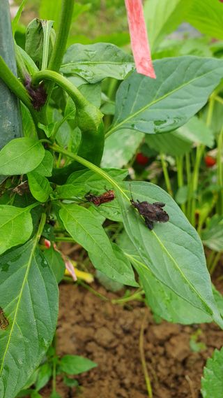 동방불패님의 고추 · 병해충상담 작성글 사진