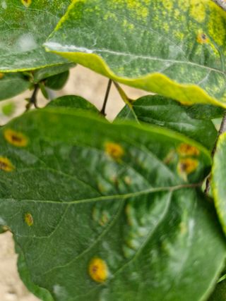 박치원님의 기타작물 · 병해충상담 작성글 사진