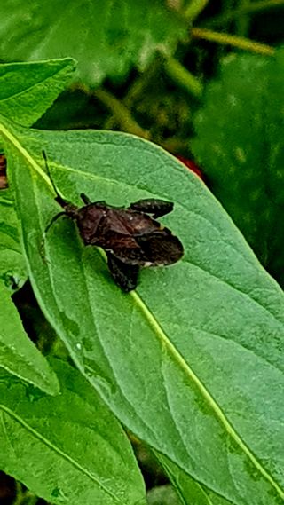 동방불패님의 고추 · 병해충상담 작성글 사진