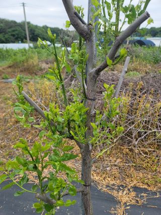 초보농사님의 기타작물 · 병해충상담 작성글 사진