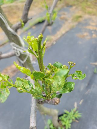 초보농사님의 기타작물 · 병해충상담 작성글 사진