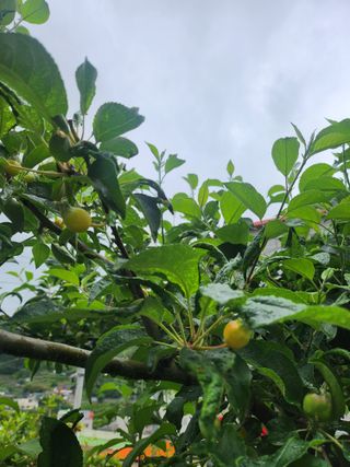 덕포킴님의 사과 · 병해충상담 작성글 사진