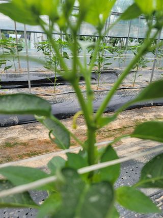 초보농사님의 고추 · 병해충상담 작성글 사진