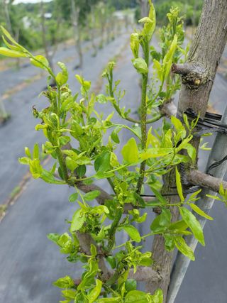 초보농사님의 기타작물 · 병해충상담 작성글 사진
