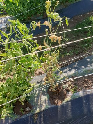 동방불패님의 콩 · 병해충상담 작성글 사진