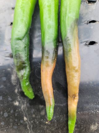 초보농사님의 고추 · 병해충상담 작성글 사진