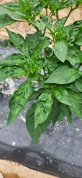 토성님의 고추 · 병해충상담 작성글 사진