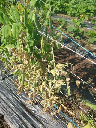 동방불패님의 콩 · 병해충상담 작성글 사진