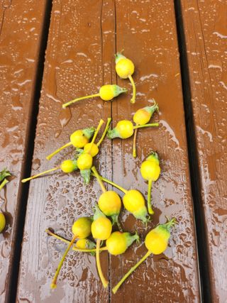 덕포킴님의 사과 · 병해충상담 작성글 사진