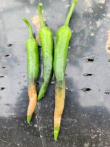 팜모닝 고추·병해충상담 게시글 이미지