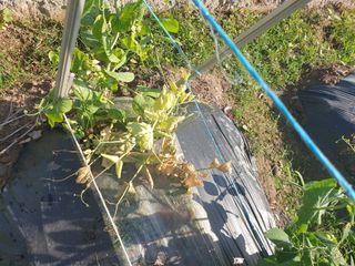 동방불패님의 콩 · 병해충상담 작성글 사진